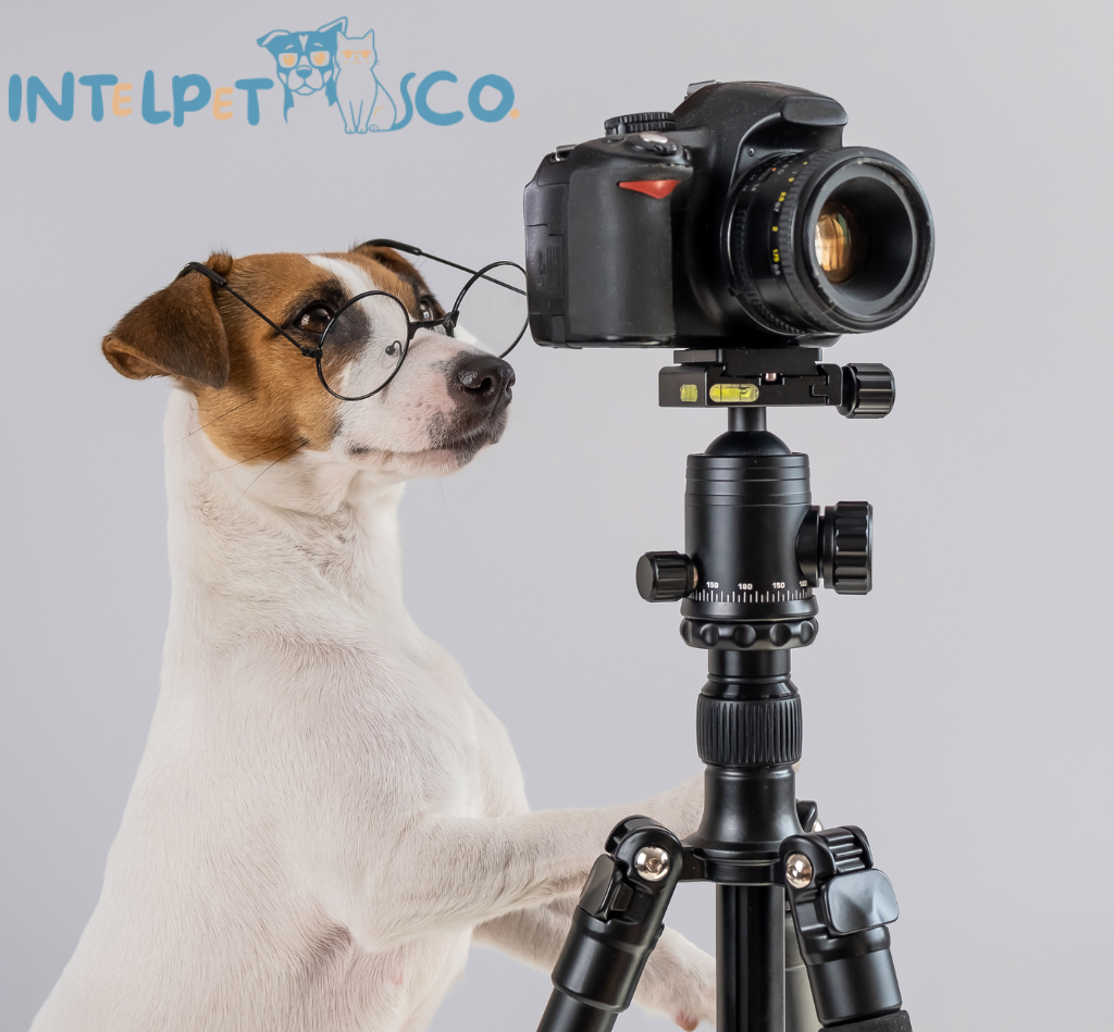 Pet Camera