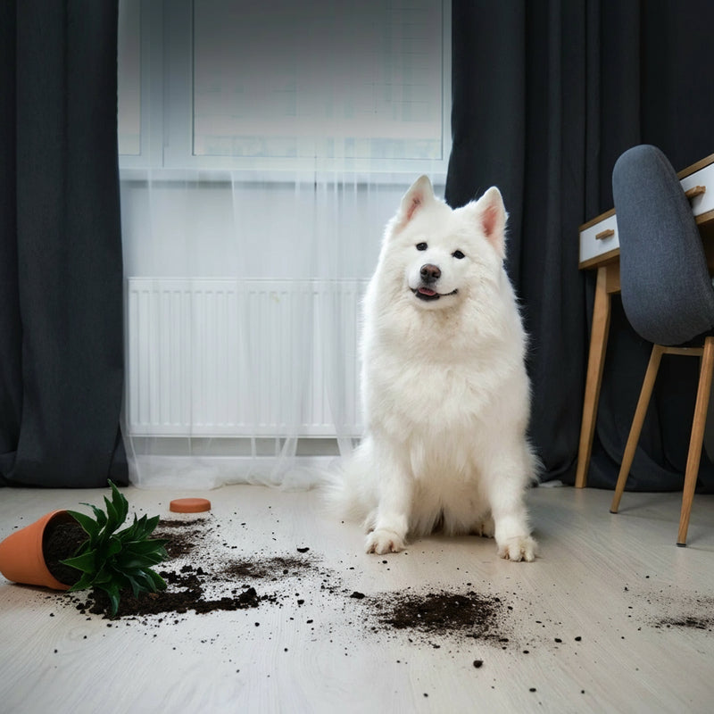 Interactive Indoor PetCare Camera – Talk & Listen, Color Night Vision, AI Motion